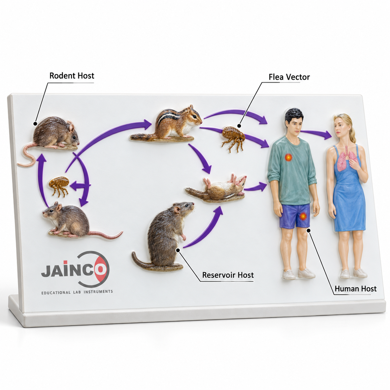 Yersinia Pestis and Species Model